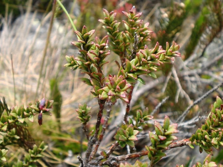 Lumix LS80 - Imagen 5