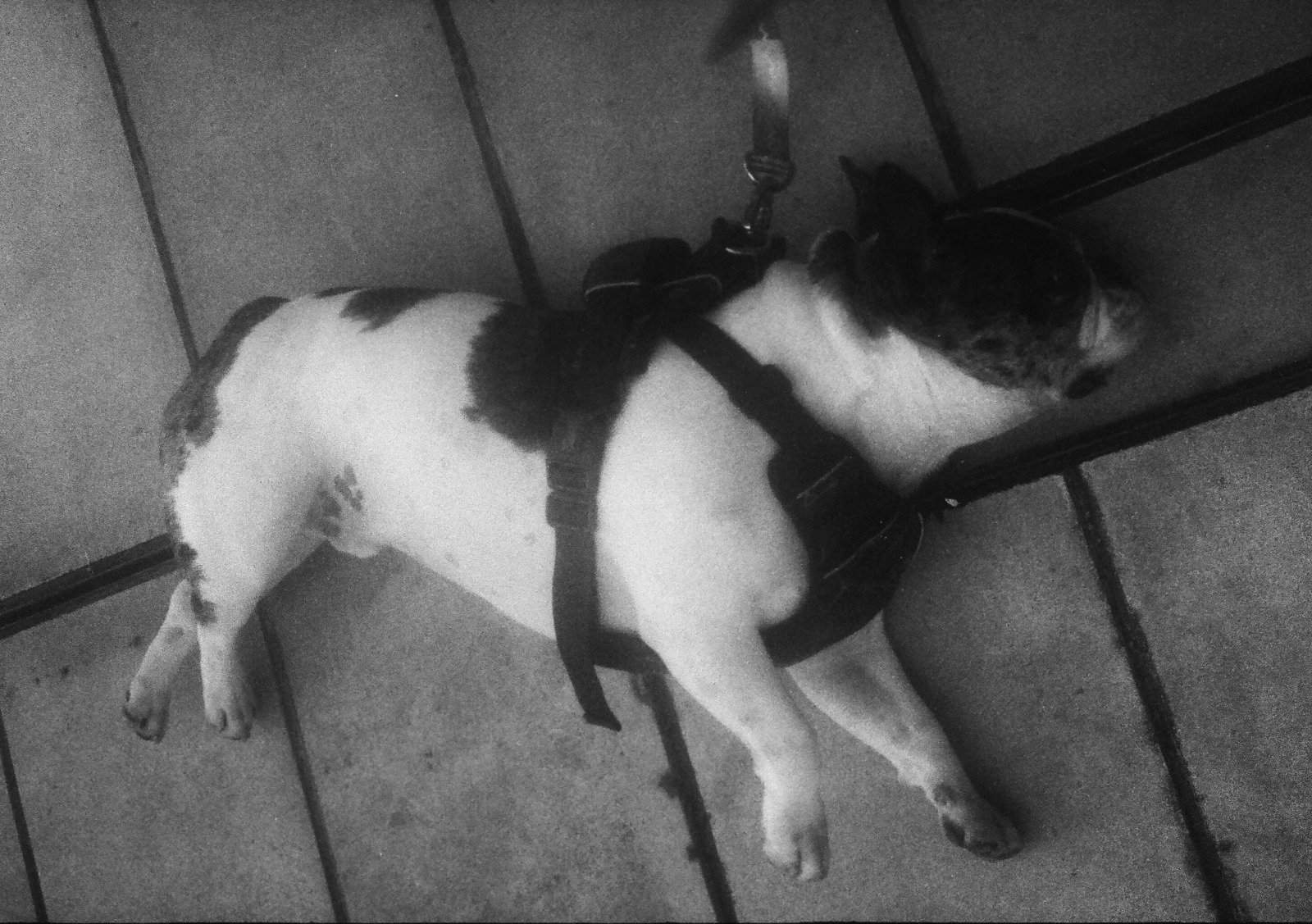 OLYMPUS PEN EE2 - Imagen 8