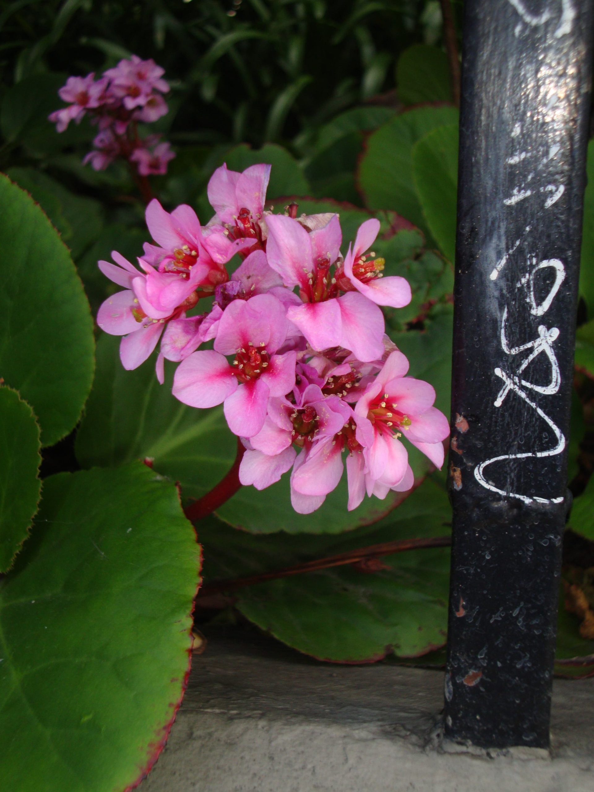 Sony cybershot W220 - Imagen 7