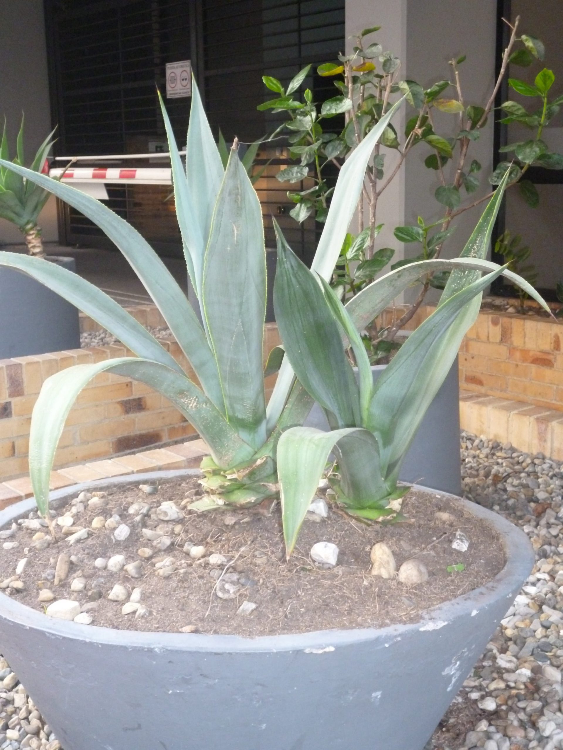 Lumix FH4 - Imagen 7