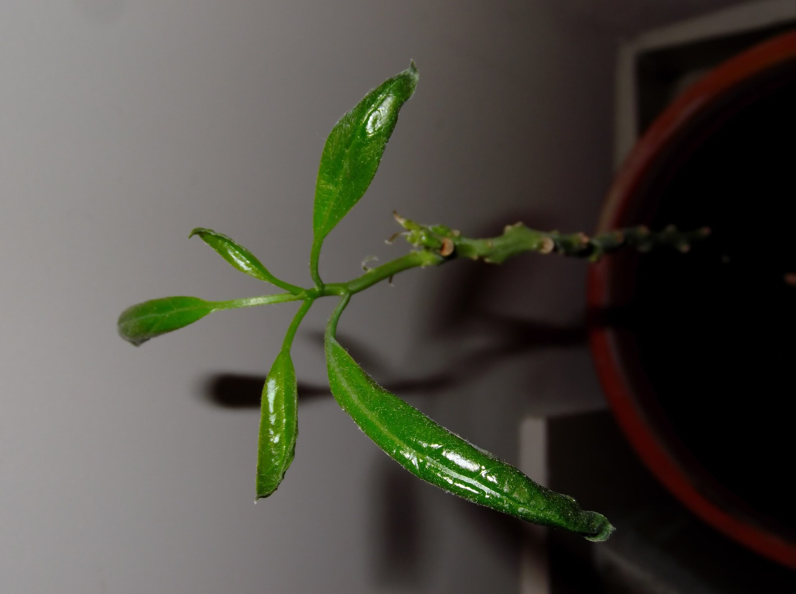 Fujifilm Finepix T400 - Imagen 6