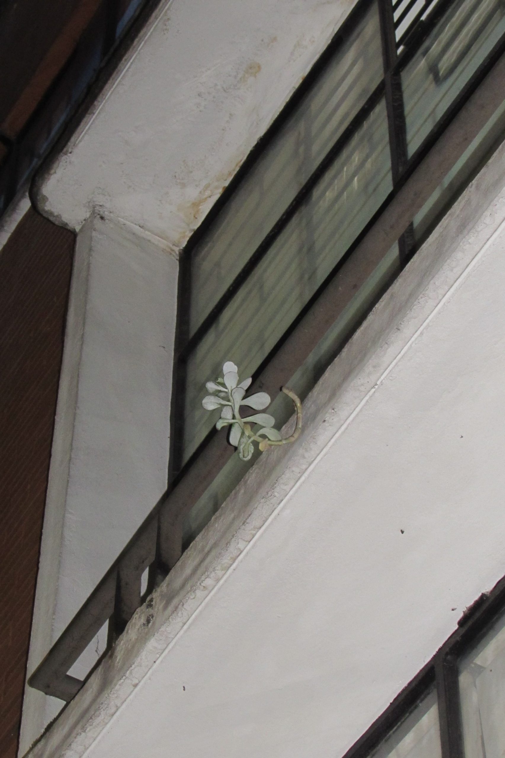 Canon powershot SX510HS - Imagen 7