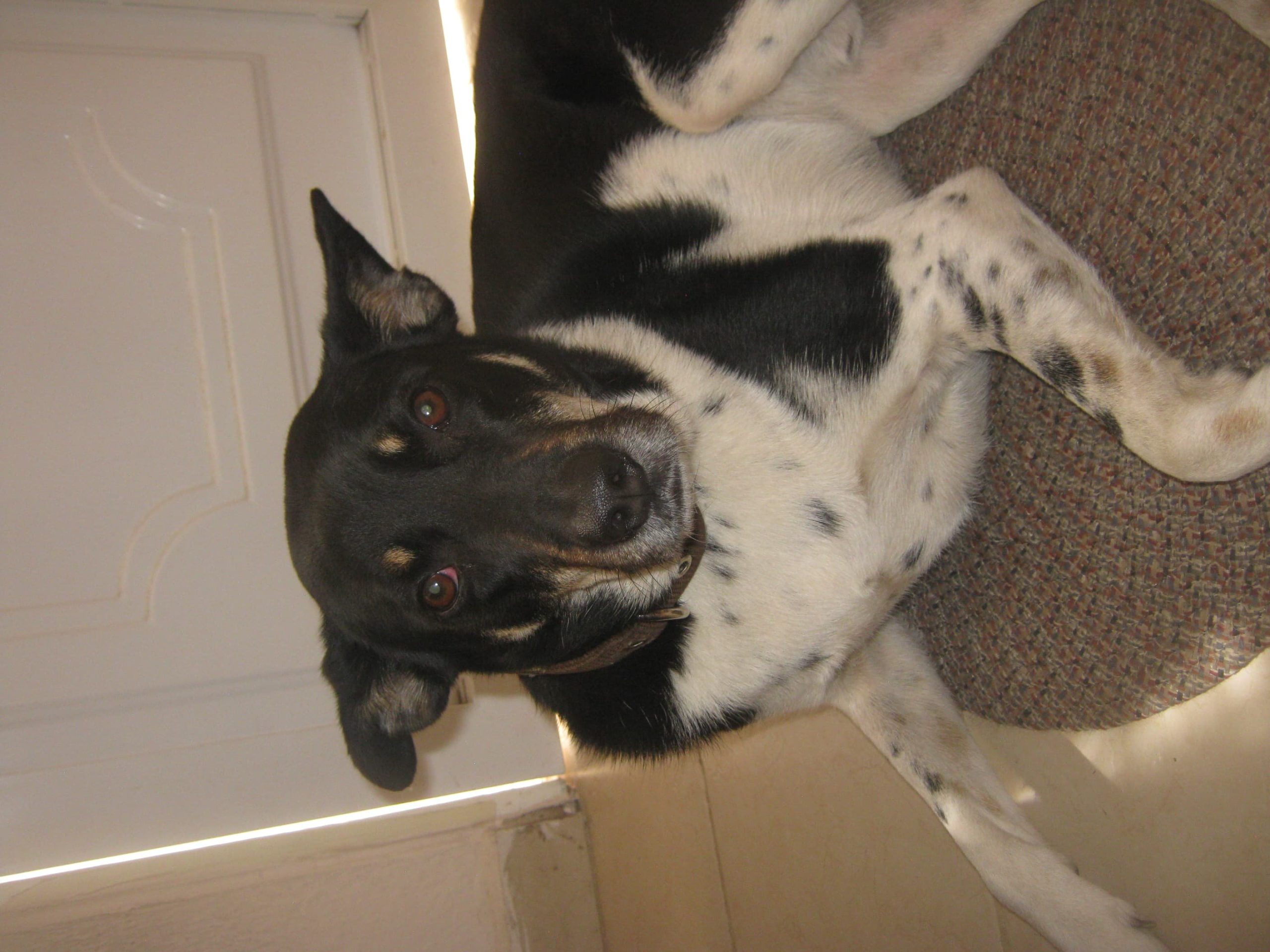 Canon powershot A480 - Imagen 8