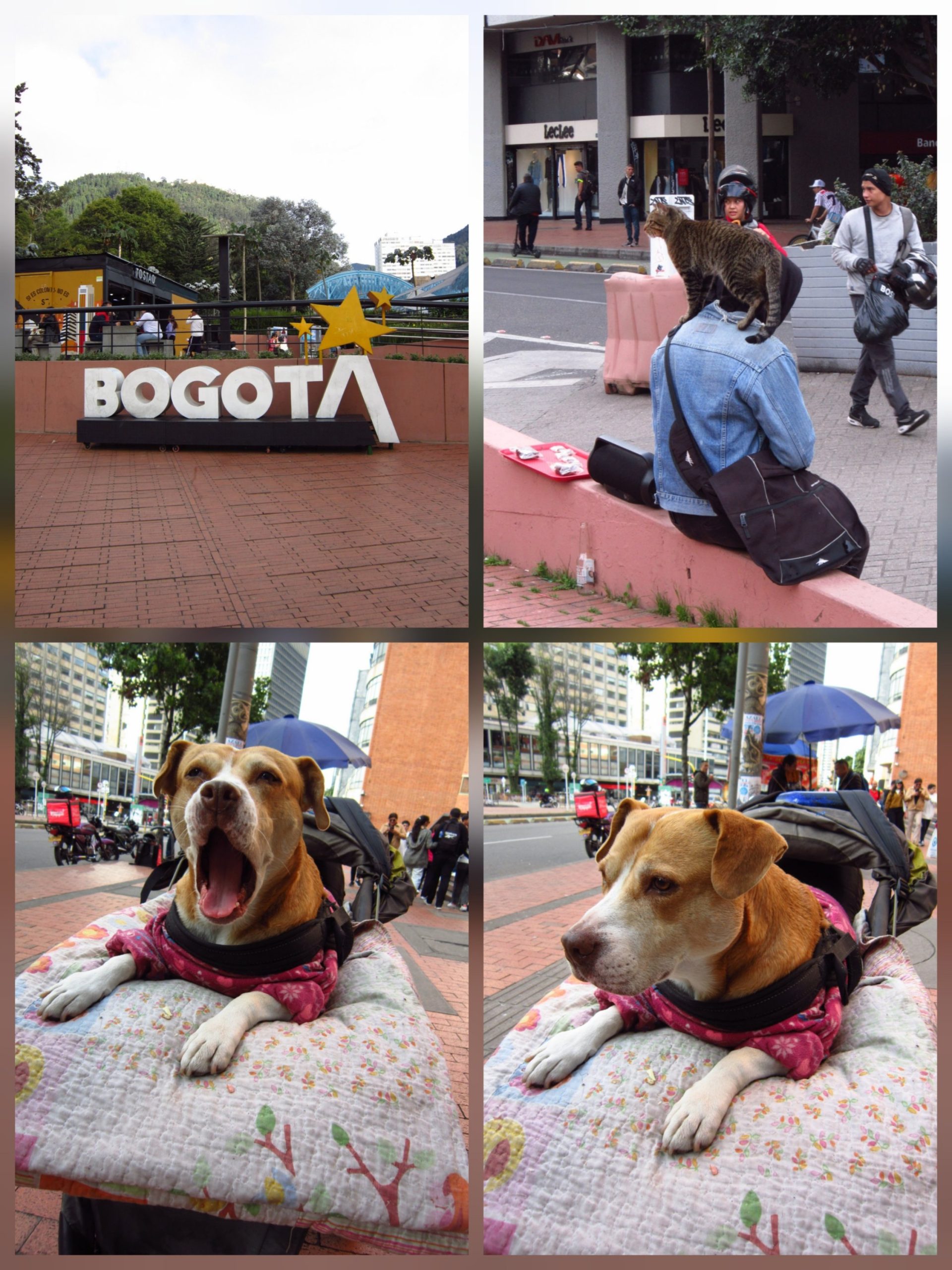 Canon powershot A3300 IS - Imagen 3