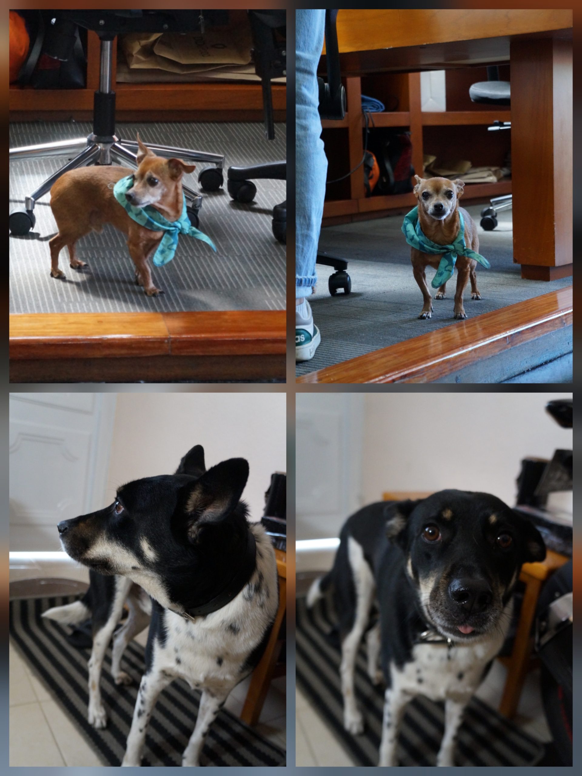 Sony Alpha α3000 - Imagen 4